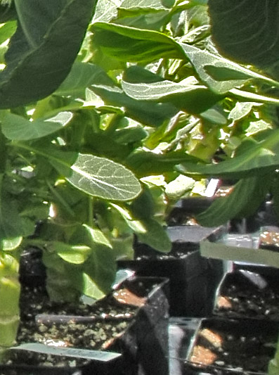 Kohlpalme 100% Crop